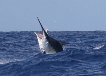 Marlin Report: Big blacks highlight bumper season